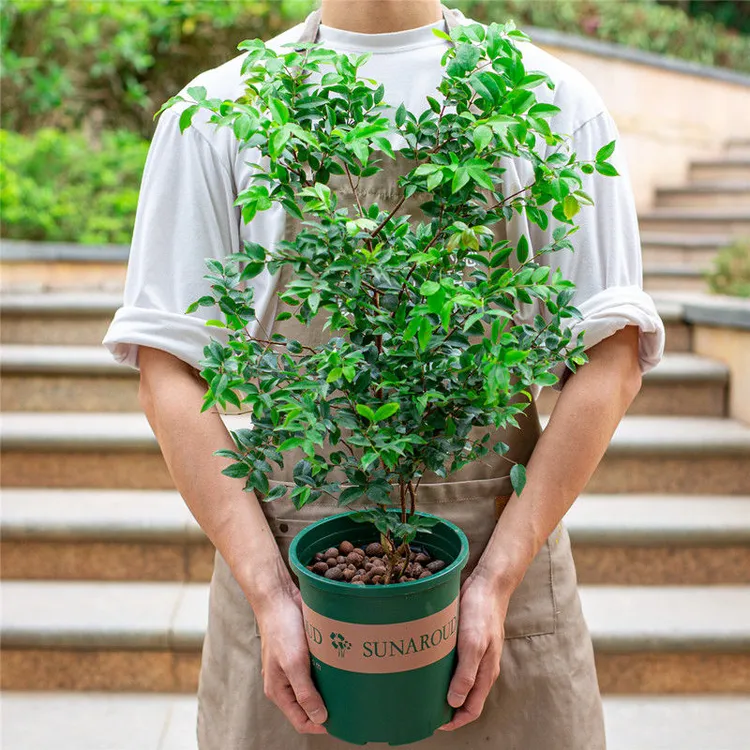 嘉宝果树苗盆栽阳台庭院四季结果好养植物树葡萄艾斯卡大果老桩苗