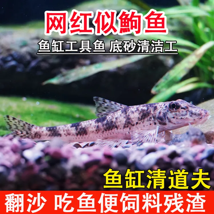 清洁似鮈鱼原生缸溪流冷水鱼吃鱼便饲料残渣洗沙棒花清道夫不加温