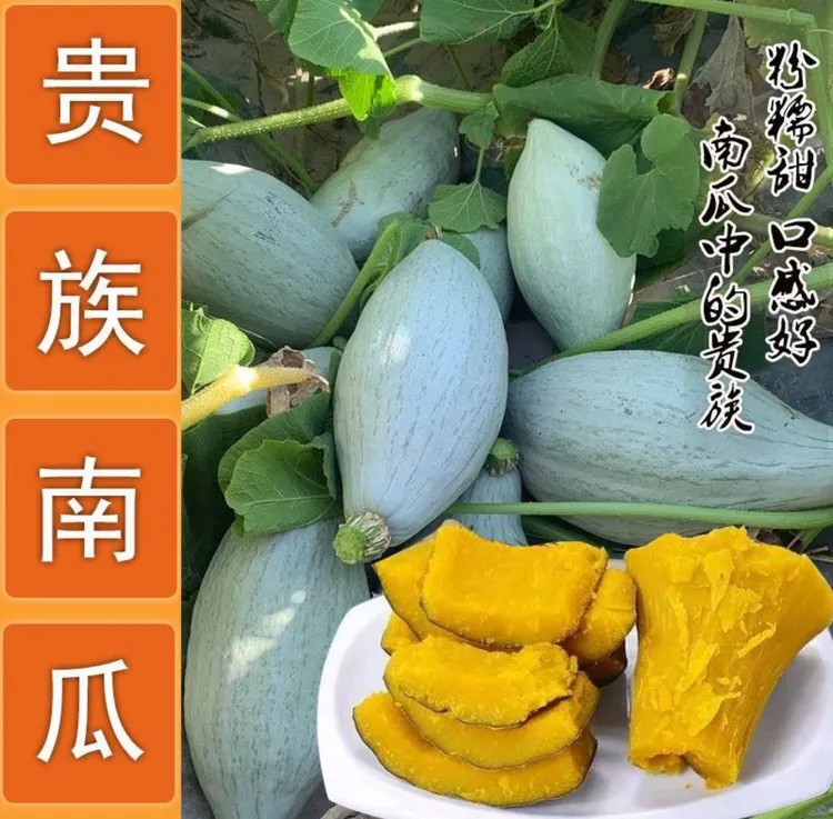 【冰糖南瓜】干甜干面家庭新鲜可食用室外浓香型南瓜种子品商品图