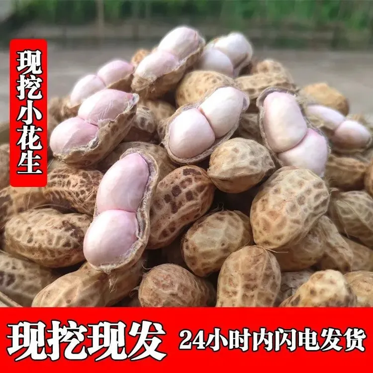 2025年新鲜现挖粉皮花生湿花生正阳小白沙花生农家自种
