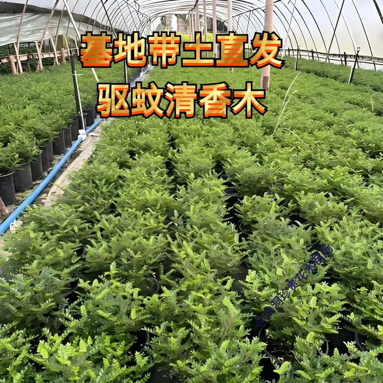 正宗驱蚊红芽清香木树苗四季常青清香木盆栽清新阳台风景耐寒植物