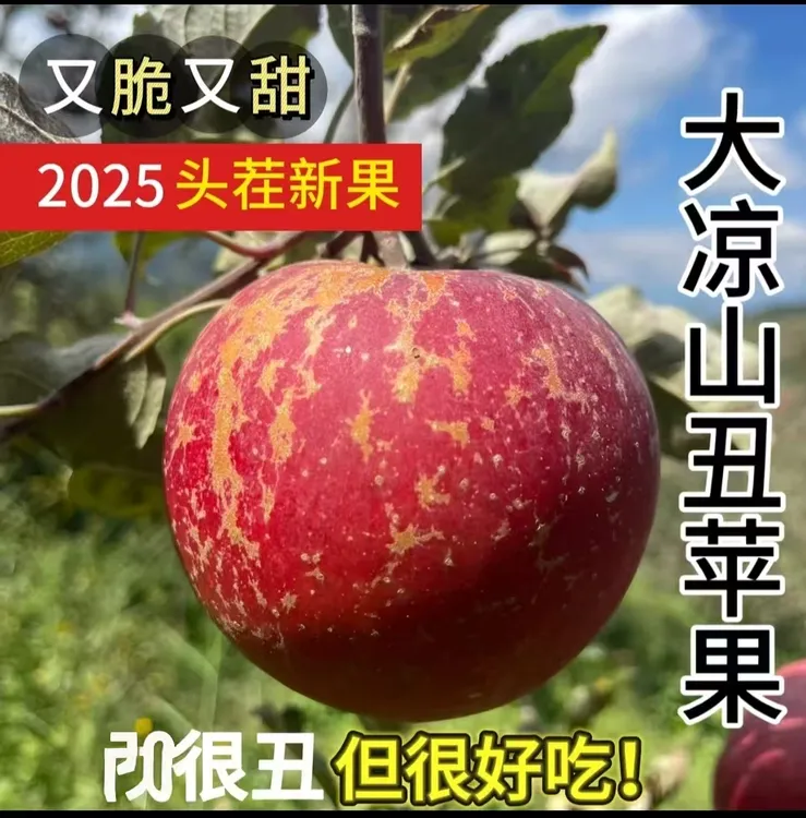 大凉山盐源老树丑苹果2025年当季新鲜水果现摘现发新果脆甜多汁