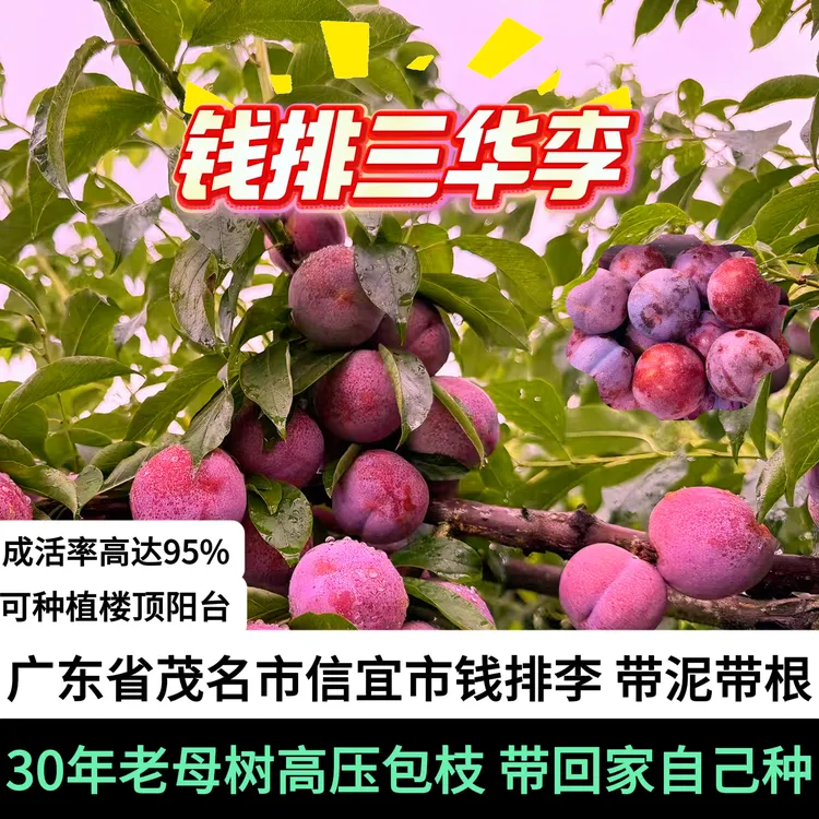 广东省茂名市信宜市钱排李 带泥带根30年老母树高压包枝苗