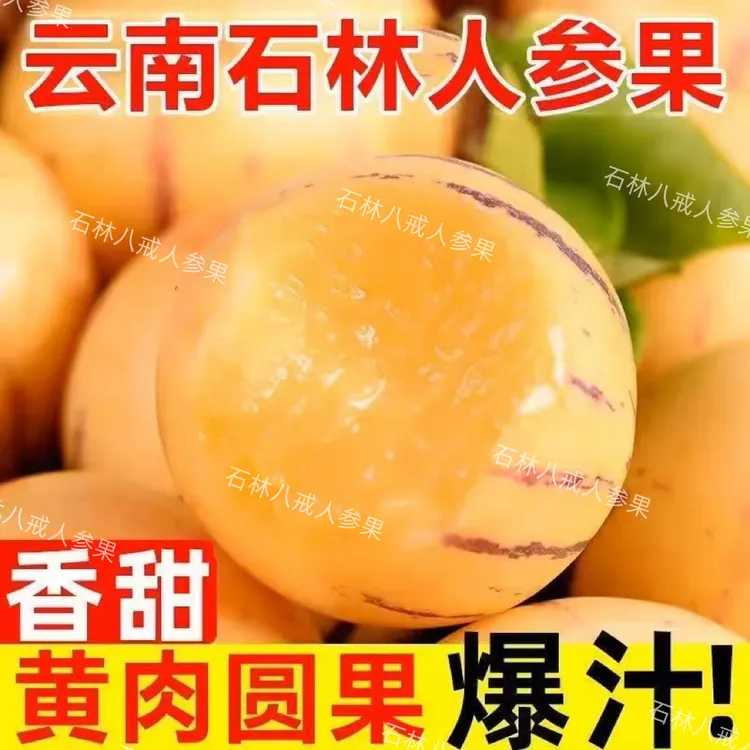 现采现发云南石林应季黄肉圆果果树上熟新鲜清甜多汁水果