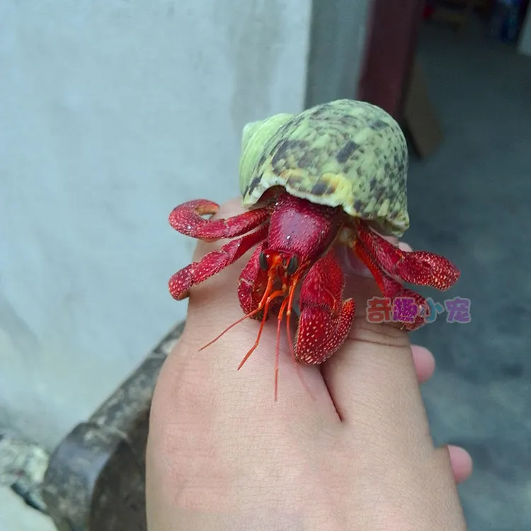 清货 卖完明年再见 斐济草莓寄居蟹西伯寄居蟹黑莓寄居蟹活体宠物
