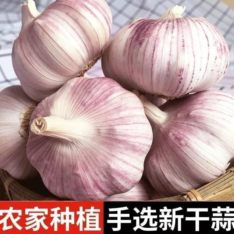 农家干大蒜2025年新鲜紫白皮大蒜头中果5斤干蒜头包邮