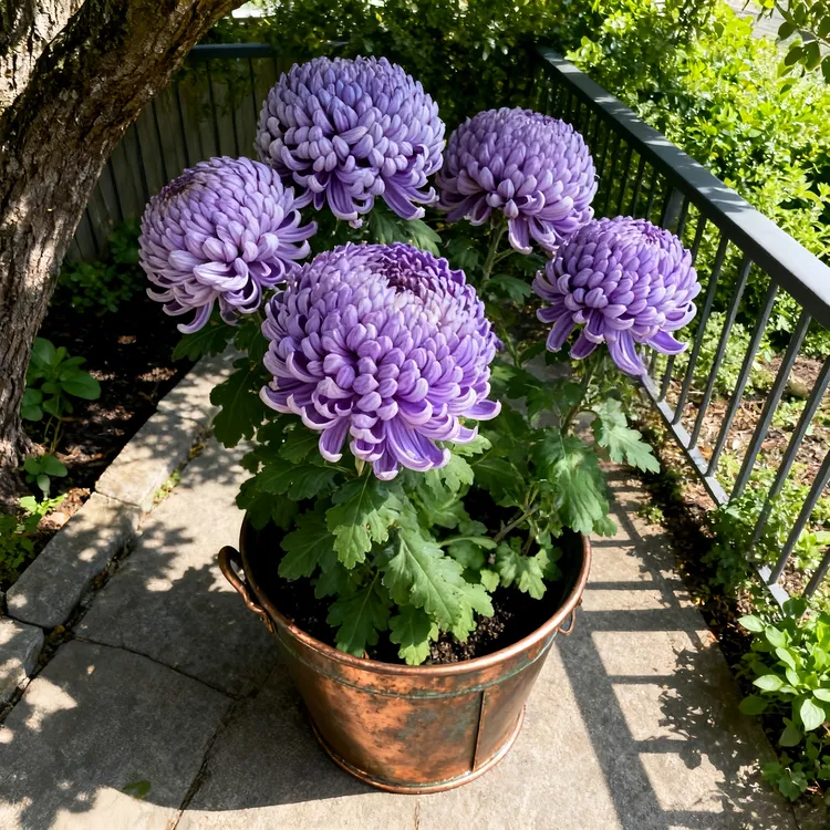 国华大菊花苗月菊室内外秋菊耐寒热四季开花花卉绿植大花菊花盆栽