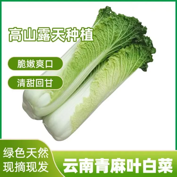 云南高山青麻叶白菜青口白菜绿叶菜新鲜蔬菜现摘现发5斤