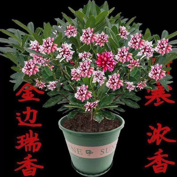 金边瑞香盆栽浓香型带花苞室内客厅阳台耐寒老桩大苗好养花卉植物