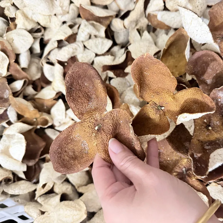 浦北茶枝柑大红皮～开始转色，微软发货（微虫蛀）