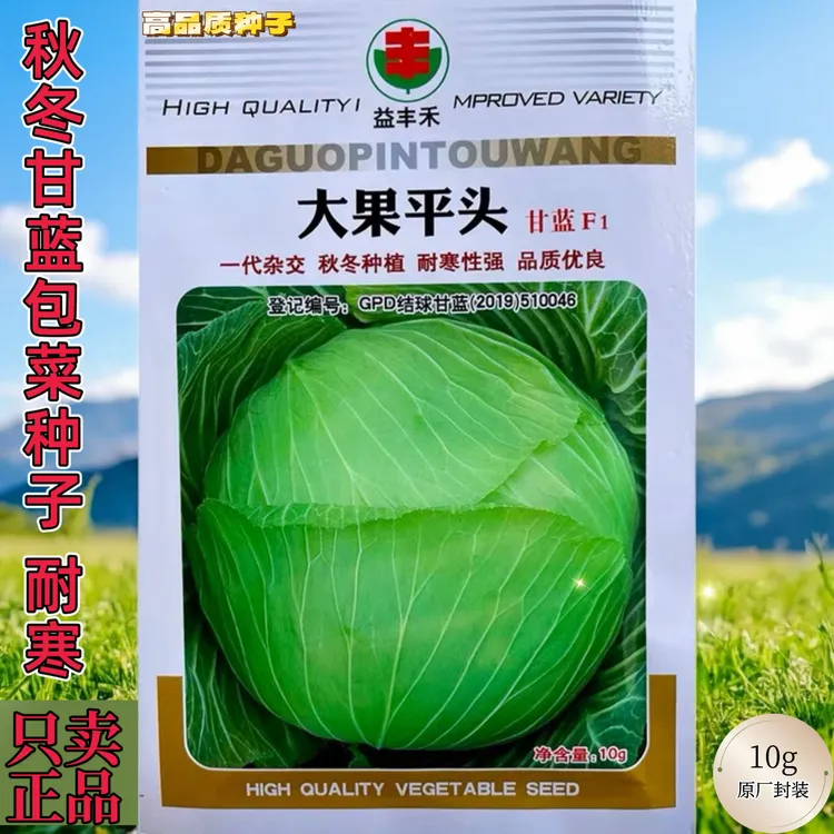 包菜种子甘蓝种子平顶圆白菜包菜莲花白种子高产抗病四季蔬菜种籽