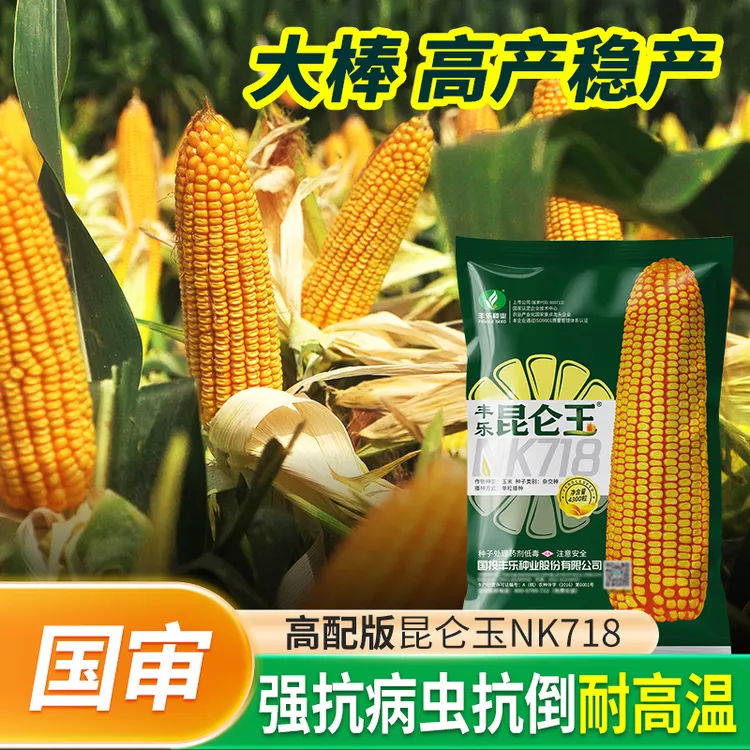 【昆仑玉】五国审丰乐玉米种子抗倒伏高产稳产懒汉种植商品图