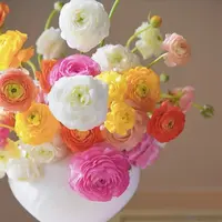 洋牡丹 混色【0度以下气温不拍保温棉不售后】