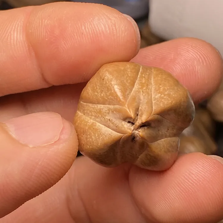 橄榄核铁核四花三通原皮单核大籽长核