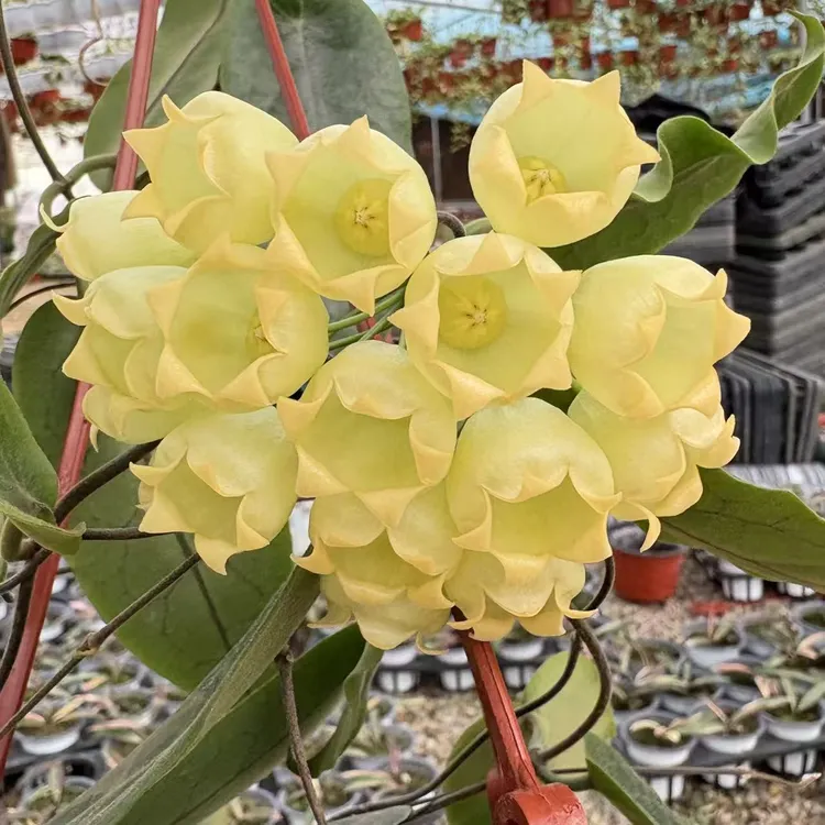 膨花球兰地涌金莲阳台办公室种植易开花