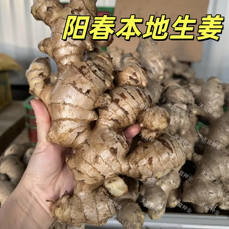 【阳春本地生姜】无渣猪脚姜新鲜大肉菜姜粉姜腌姜高明正宗月子批发