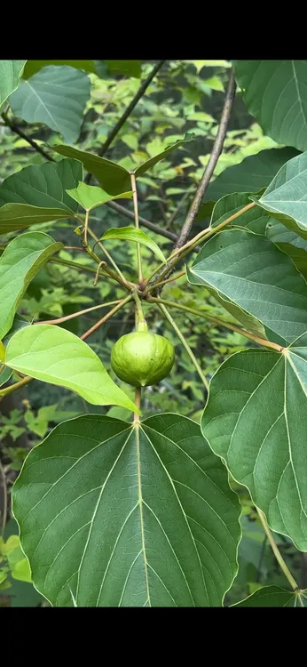 纯正油桐果土榨桐油