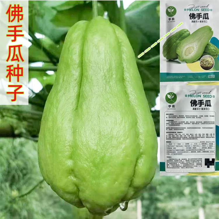 佛手瓜种子早熟特大佛手瓜蔬菜种子爬藤树苗盆栽多年生千金瓜种子