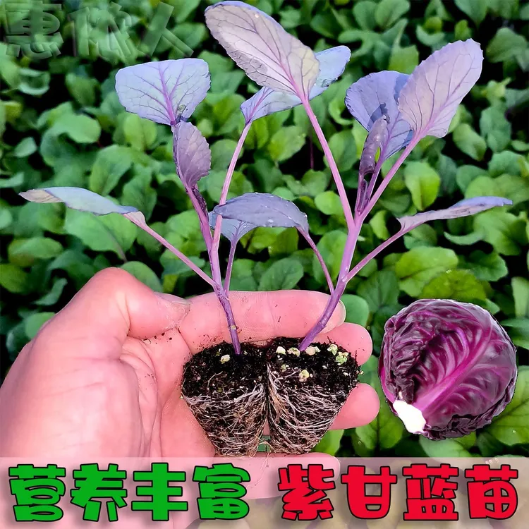 紫甘蓝种苗紫包菜紫卷心菜沙拉菜四季菜苗