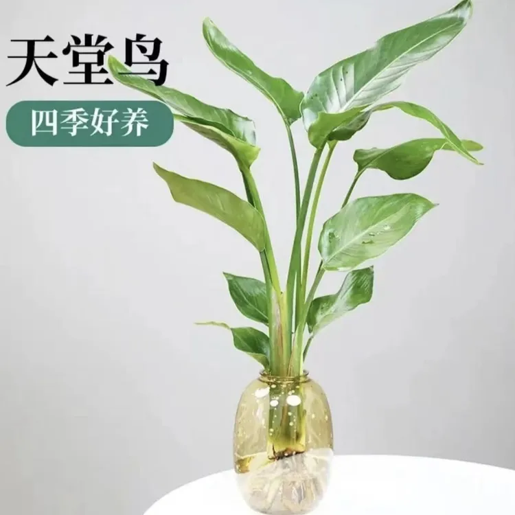 水培天堂鸟绿植室内盆栽办公室客厅四季常青净化空气好养易活