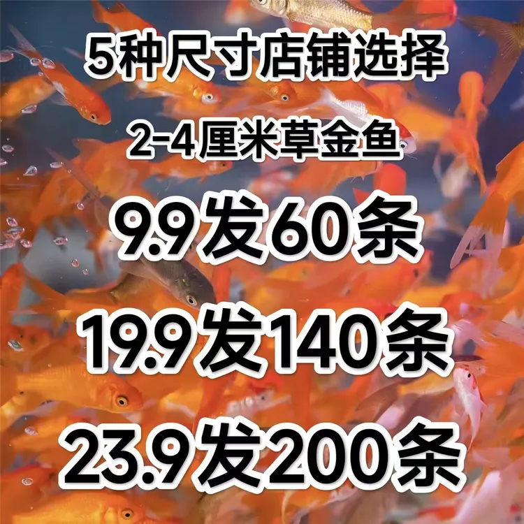 草金鱼 饲料鱼 观赏鱼 冷水鱼 小金鱼