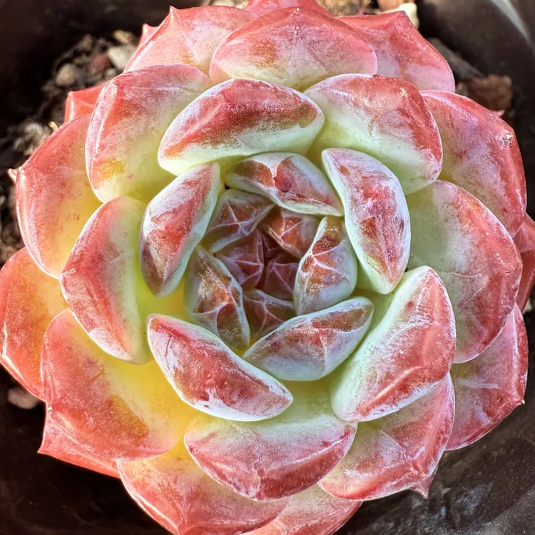 稀有品种精控超萌糖心雪钻解压治愈多肉（三年沉淀带盆土带枯叶）