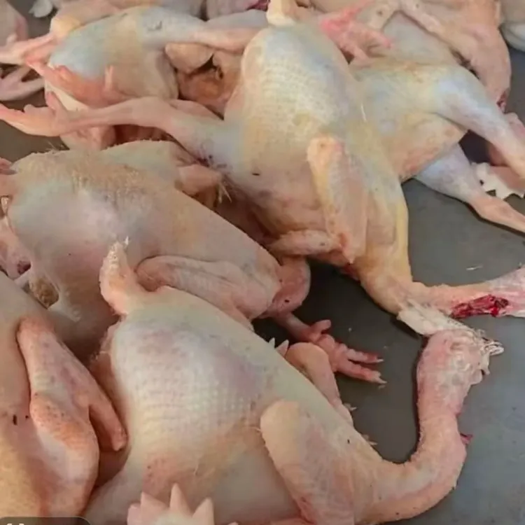 尕蛋鸡（3只鸡）农家新鲜现宰