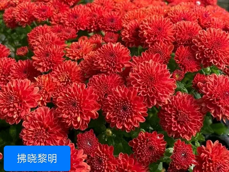 六个品种的耐寒球菊小苗发货不带花