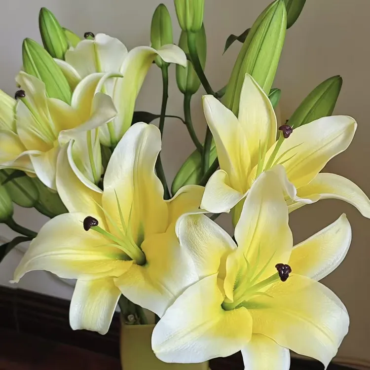 【黄天霸香水百合花】鹅黄色云南昆明直发鲜花日常插瓶养护花材