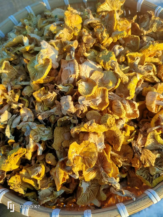 初级农副产品小黄蘑500克