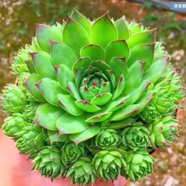 观音莲多肉植物室内阳台办公室好养盆栽易爆盆带盆带土