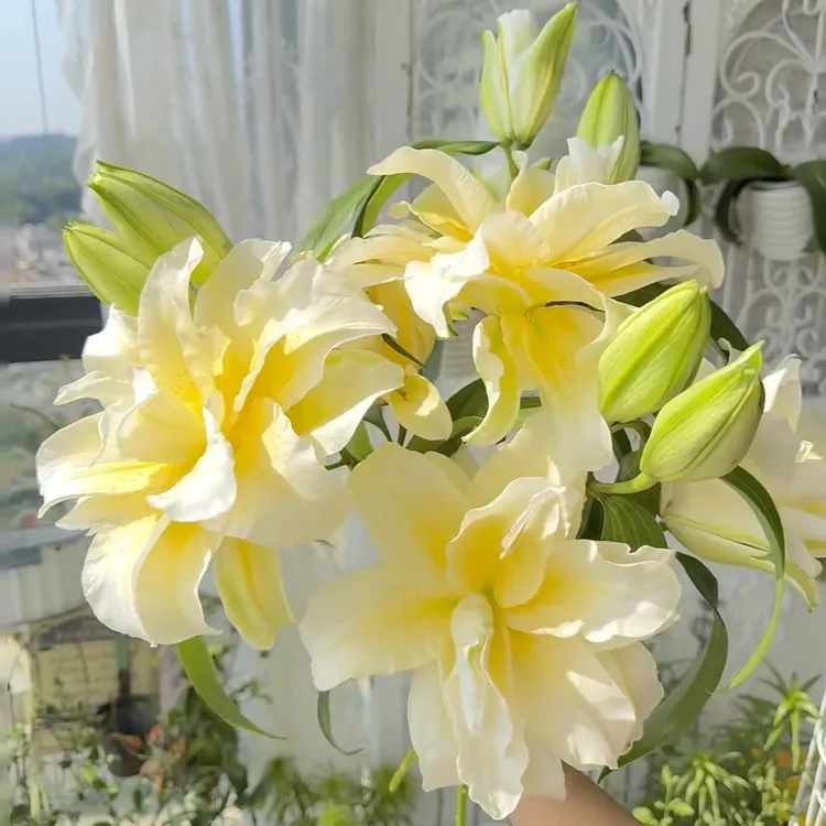 【路德维娜】百合树24/26  巨无霸香水百合