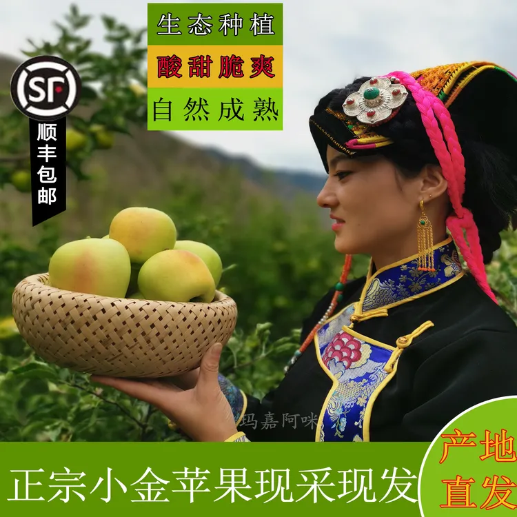 四川阿坝州小金苹果现采现发小金县青苹果高海拔生长酸甜可嘎嘣脆