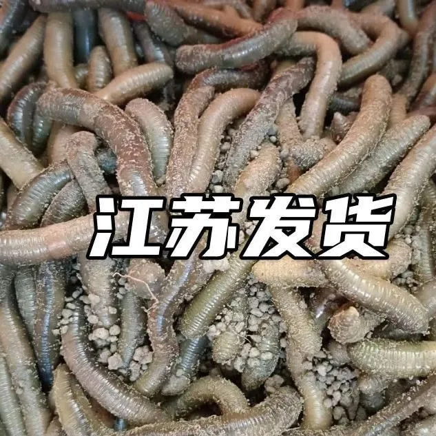 鲜活黑蚯蚓青蚯蚓活体活饵用于钓黄鳝钓鱼