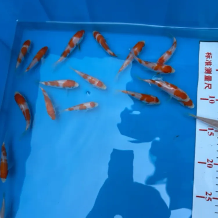 s传说血统 红白锦鲤 组 10-18cm 左右