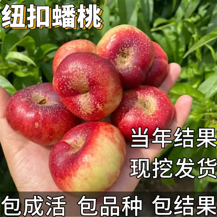 纽扣油蟠桃苗南北方耐寒盆栽矮化桃树果苗嫁接特大号早熟当年结果