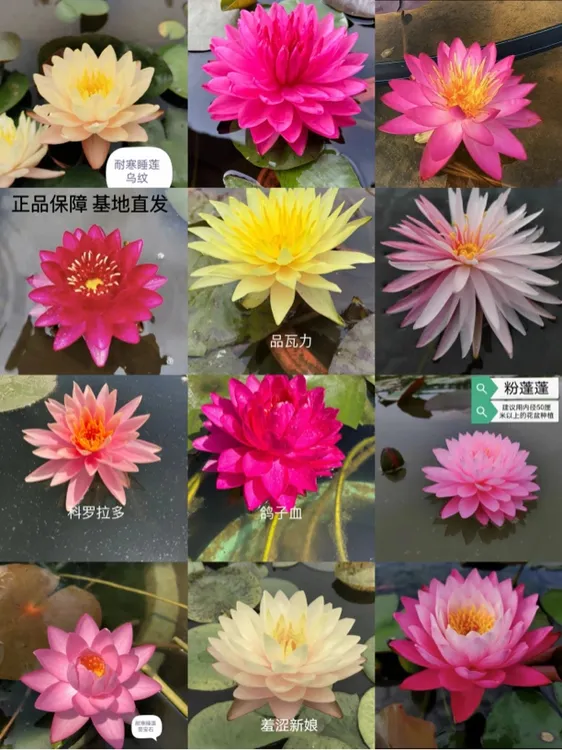 宠粉福利特惠（耐寒睡莲）体验装 自选品种 自己备注品种