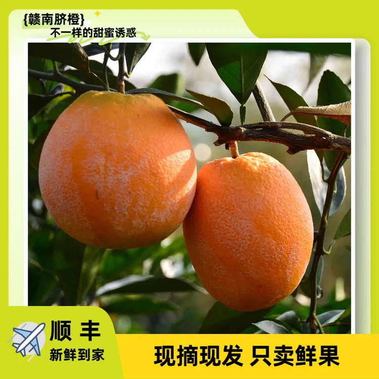 2025新鲜水果江西赣南脐橙龙勾石灰橙水果与灰同行