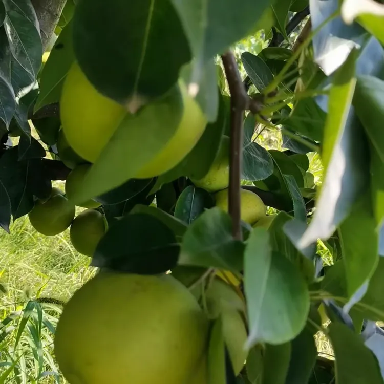 正宗江苏翠冠梨青梨脆甜多汁当季水果现摘现发