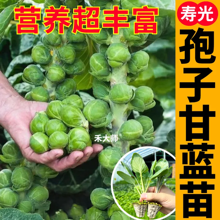 高产孢子甘蓝苗秧带土营养丰富耐寒抱子迷你甘蓝种苗四季盆栽阳台