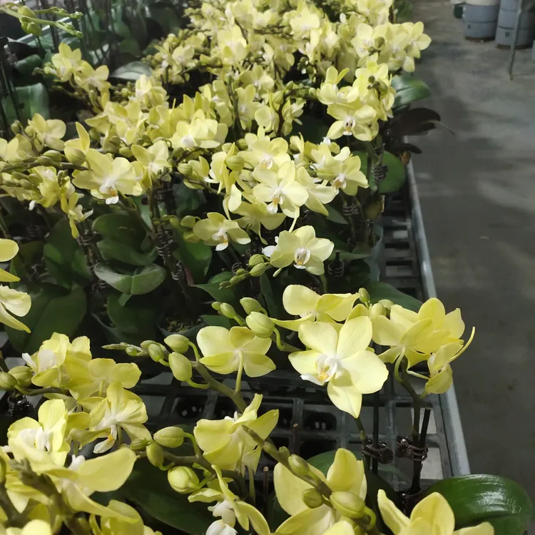 3.0寸蝴蝶兰鲜花盆栽蜡质小花【绿香妃】