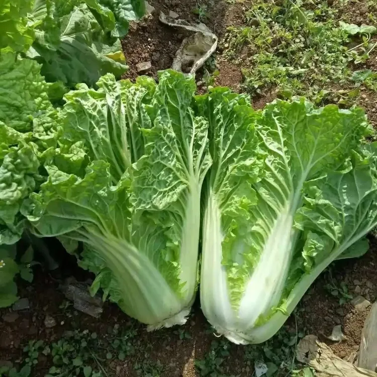 老品种菜籽火锅菜种子四季春秋可种秋播种子可留种