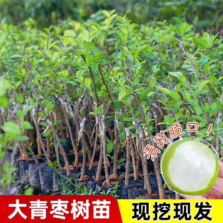 台湾大青枣树苗带土带叶嫁接牛奶大青枣苗高产大果盆栽地栽包成活