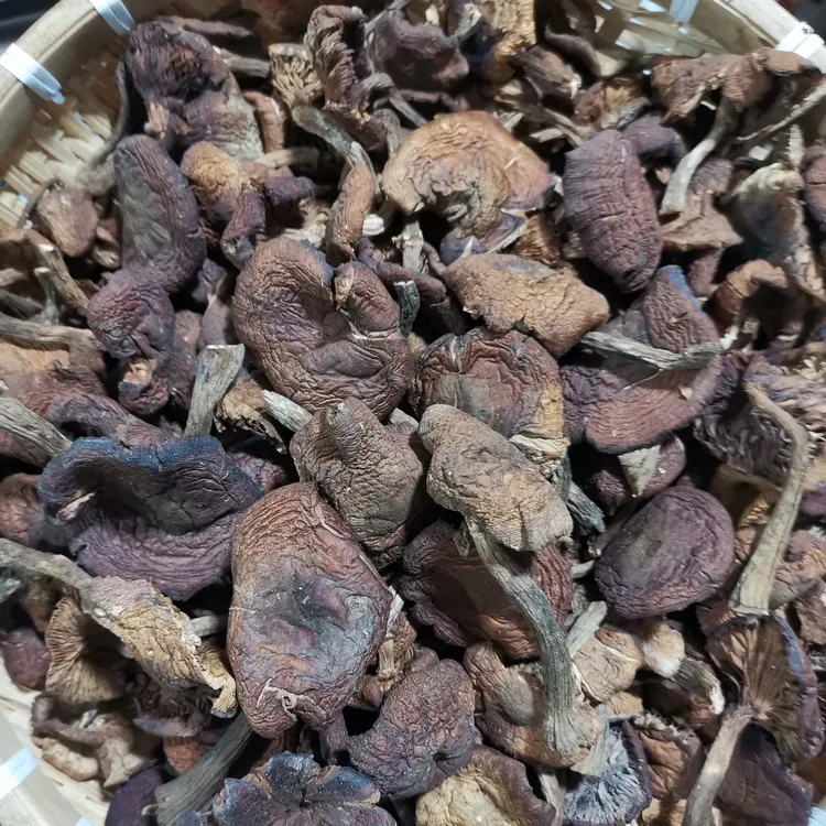 东北野生榛蘑片干货大自然的馈赠