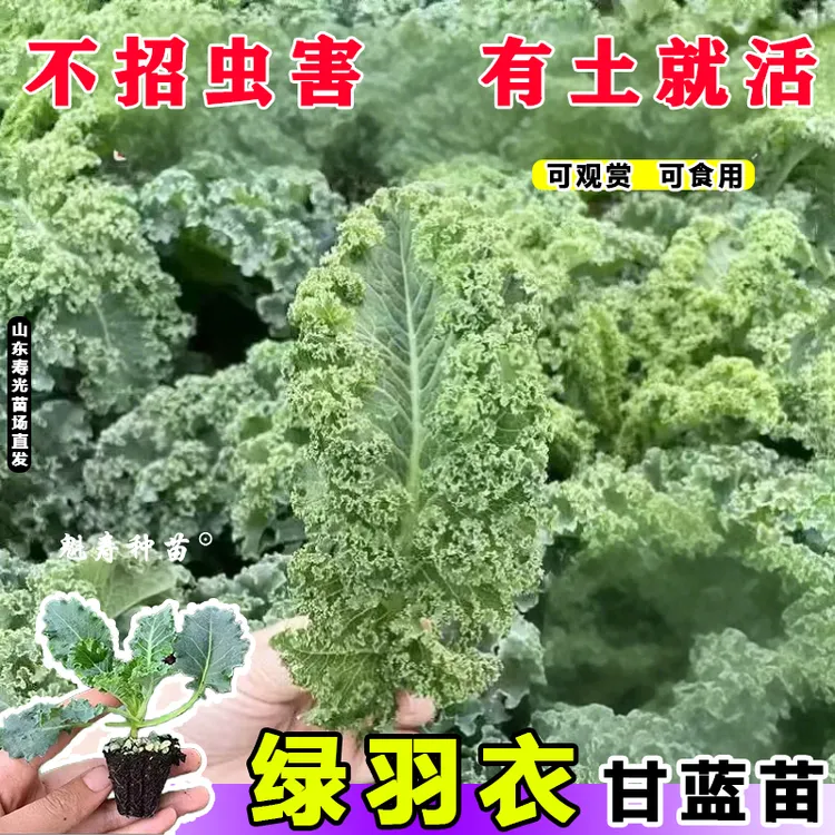 四季可食用绿羽衣甘蓝苗绿紫羽衣粉雨衣甘蓝秧苗种籽秋冬蔬菜苗