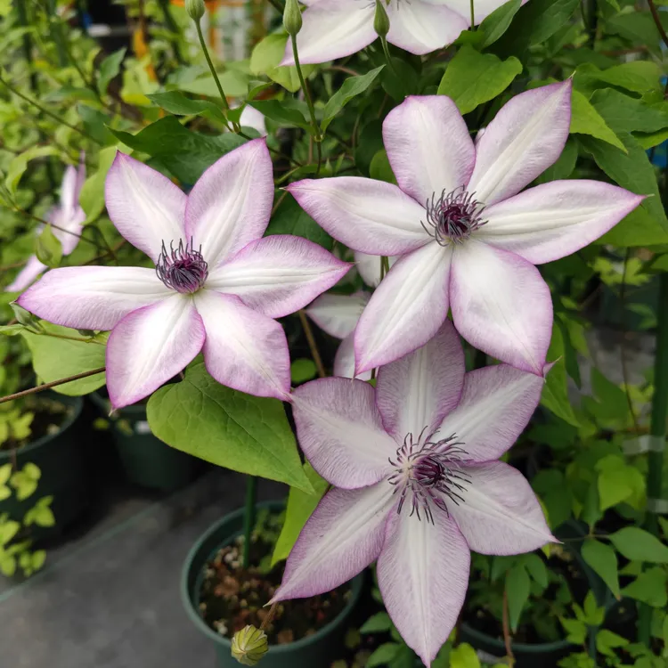 乌托邦铁线莲大花攀爬植物庭院阳台耐寒花卉盆栽