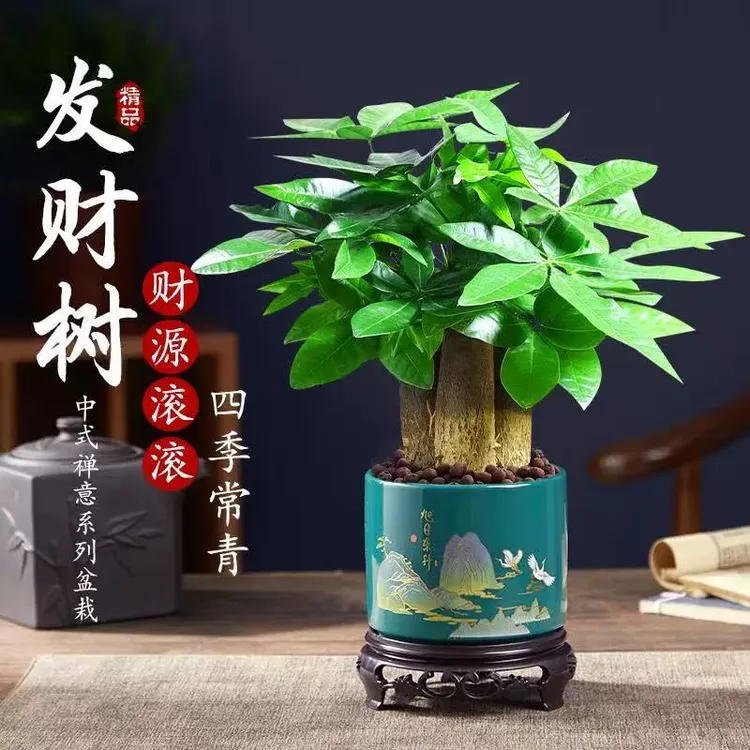 热卖款小三杆发财树适合办公室室内客厅茶几摆放植物小盆栽山河