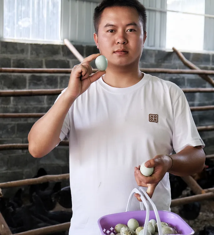 云南老品种土鸡绿壳蛋