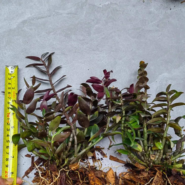 雁荡山铁皮石斛1年成熟4-6月开花一斤起批