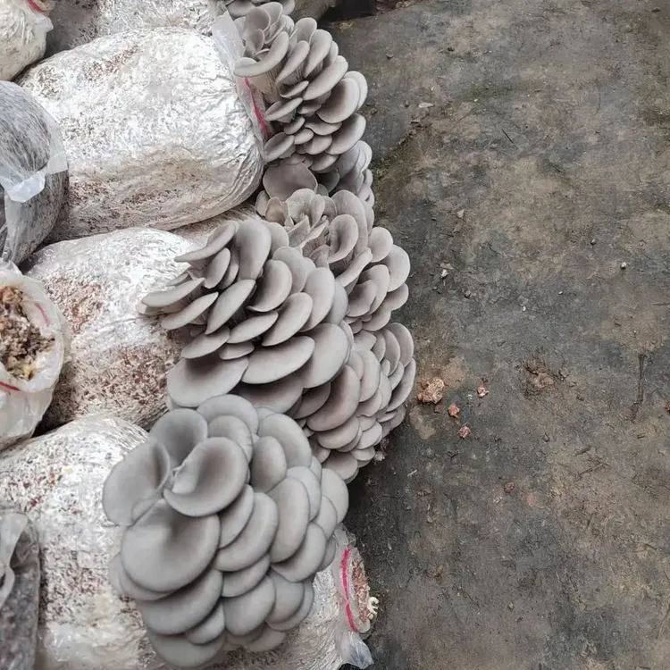 好养的蘑菇菌包喷水就长适合家庭室内种植